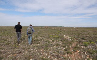 Un berger accompagné d'une autre personne marchent dans la plaine de Crau