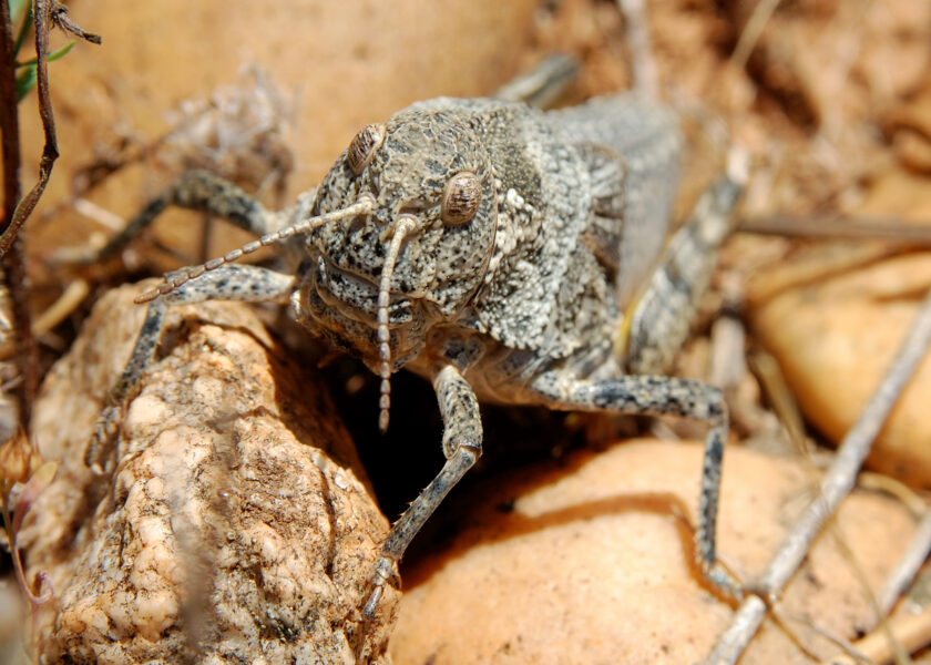 prionotropis1